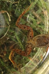 Microbatrachella capensis