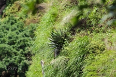 Agave horrida