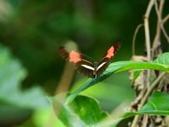 Heliconius erato phyllis