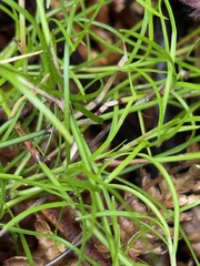 Schoenus maschalinus