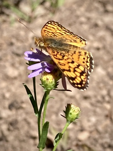 iNaturalist observation photo of Mylitta Crescent