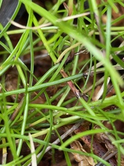 Schoenus maschalinus