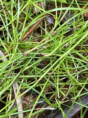 Schoenus maschalinus