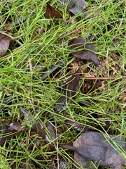 Schoenus maschalinus