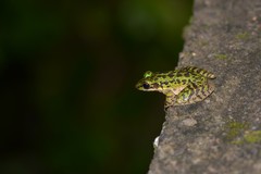 Odorrana tianmuii