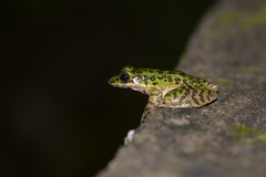 Odorrana tianmuii