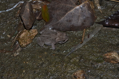 Bufo gargarizans