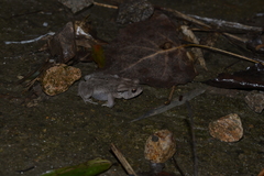 Bufo gargarizans