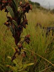 Habenaria epipactidea