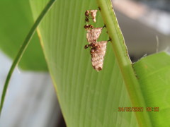 Ropalidia variegata