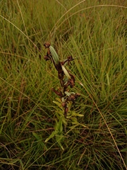Habenaria epipactidea