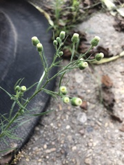Erigeron bonariensis