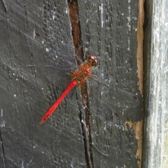 Sympetrum sanguineum
