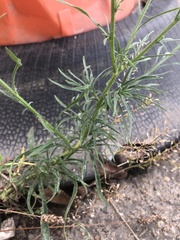 Erigeron bonariensis