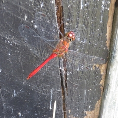 Sympetrum sanguineum