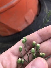 Erigeron bonariensis