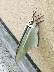 Actias gnoma
