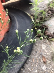 Erigeron bonariensis