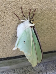 Actias gnoma