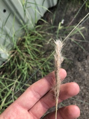 Bothriochloa longipaniculata