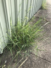 Bothriochloa longipaniculata