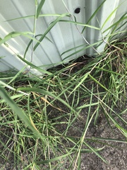 Bothriochloa longipaniculata