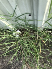 Bothriochloa longipaniculata