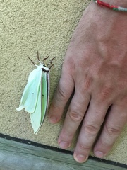 Actias gnoma