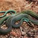 (Northern) Speckled Racer - Photo (c) Elí García Padilla, some rights reserved (CC BY-NC)