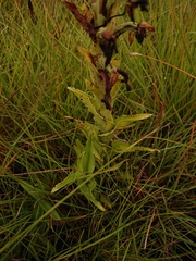 Habenaria epipactidea
