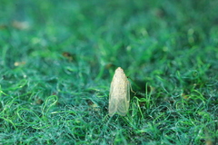 Pentastiridius