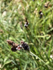 Divisae