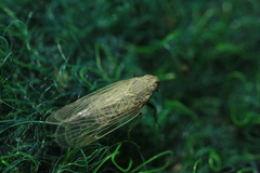 Pentastiridius