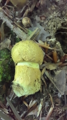 Gyroporus cyanescens