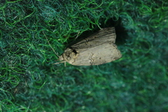 Nycteola asiatica