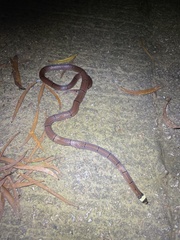 Sinomicrurus annularis