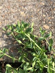 Mecardonia procumbens