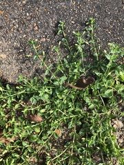 Mecardonia procumbens