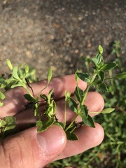 Mecardonia procumbens