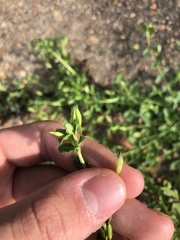 Mecardonia procumbens