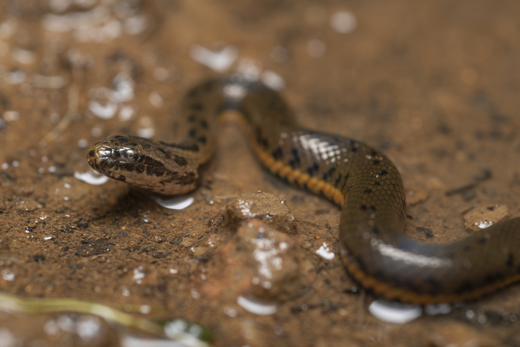 Chinese Mud Snake