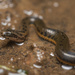 Chinese Water Snake - Photo (c) Lawrence Hylton, some rights reserved (CC BY), uploaded by Lawrence Hylton