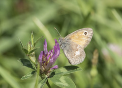 Coenonympha pamphilus
