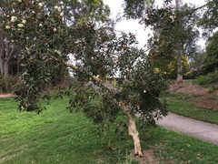 Melaleuca leucadendra