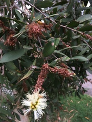 Melaleuca leucadendra