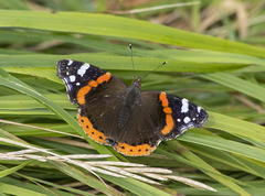 Vanessa atalanta