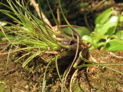Tillandsia punctulata