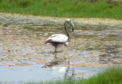 Phoenicopterus roseus