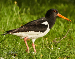 Haematopus ostralegus