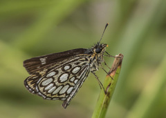 Heteropterus morpheus